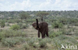 Afrikaanse olifant (Loxodonta africana) 