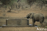 African elephant (Loxodonta africana) 