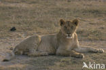 Afrikaanse witte leeuw (Panthera leo) 