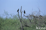 Afrikaanse zwarte kuifarend (Lophaetus occipitalis)