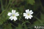 Akkerhoornbloem (Cerastium arvense)