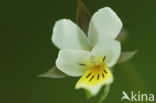 Akkerviooltje (Viola arvensis)