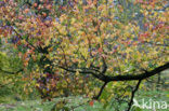 sweetgum (Liquidambar styraciflua)