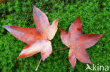 sweetgum (Liquidambar styraciflua)