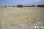 Amboseli National Park