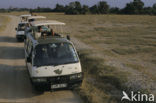 Amboseli National Park