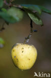 Apple (Malus domesticus)