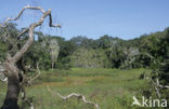 Arabuko Sokoke forest National Park