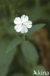 Avondkoekoeksbloem (Silene latifolia subsp. alba)