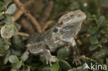 Bearded dragon (Pogona vitticeps)