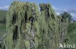 Beard Lichen (Usnea)