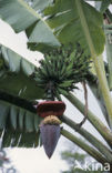 Banana (Musa uranoscopus)