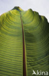 Banaan (Musa uranoscopus)