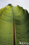 Banana (Musa uranoscopus)