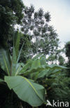 Banana (Musa uranoscopus)