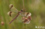 band-winged dragonfly (Sympetrum pedemontanum)