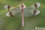 band-winged dragonfly (Sympetrum pedemontanum)