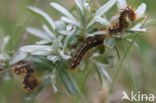 browntail moth (Euproctis chrysorrhoea)