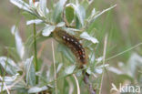 Bastaardsatijnvlinder (Euproctis chrysorrhoea)