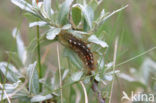 browntail moth (Euproctis chrysorrhoea)