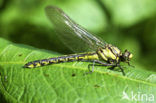 Beekrombout (Gomphus vulgatissimus) 