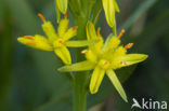 Bog Asphodel (Narthecium ossifragum)