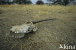 Fringe-eared Oryx (Oryx beisa) 