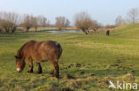 Belgisch trekpaard