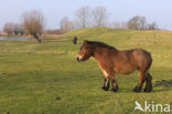 Belgisch trekpaard