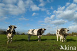 Belgian blue Cow (Bos domesticus)