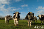 Belgian blue Cow (Bos domesticus)