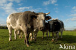 Belgian blue Cow (Bos domesticus)