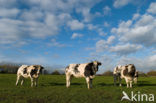 Belgian blue Cow (Bos domesticus)