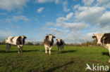 Belgian blue Cow (Bos domesticus)