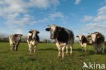 Belgian blue Cow (Bos domesticus)