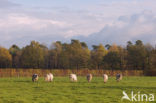 Belgian blue Cow (Bos domesticus)