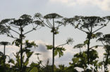 Giant Hogweed (Heracleum mantegazzianum)