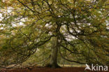 Beech (Fagus sylvatica)