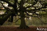 Beech (Fagus sylvatica)