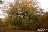 Beech (Fagus sylvatica)