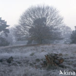 Beech (Fagus spec.)