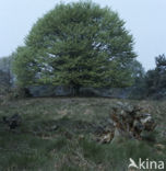 Beech (Fagus spec.)