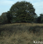 Beech (Fagus spec.)