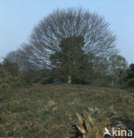 Beech (Fagus spec.)