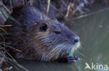 Coypu (Myocastor coypus)