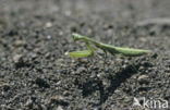 Praying mantis (Mantis sp.)