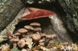 Biefstukzwam (Fistulina hepatica)