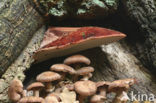 Biefstukzwam (Fistulina hepatica)