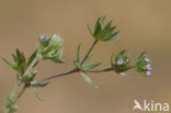 Blauw walstro (Sherardia arvensis) 