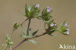 Blauw walstro (Sherardia arvensis) 